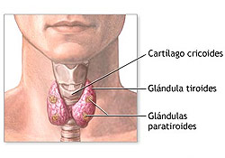 GlÃ¡ndula tiroides
