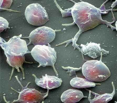 Los trombocitos o plaquetas no son células, son fragmentos ovoideos de citoplasma, de unos 3 μm de diámetro, que se encuentran en la sangre y que se forman a partir de un tipo celular denominado megacariocito.
