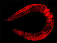 Caenorhabditis elegans un organismo multicelular