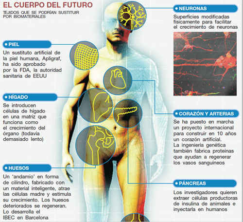 Algunos elementos del cuerpo humano que podrán reemplazarse. Ilustración Cristina Claverol / El Periódico