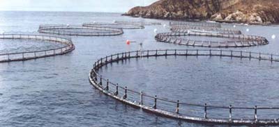 Sistema de jaulas utilizado ampliamente en el cultivo de peces marinos, las posibilidades de la propiedad marítima podría ayudar a la conservación de especies y ser al mismo tiempo rentable