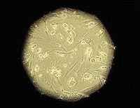 Embriones de células madre