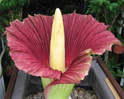 Amorphophallus titanum, bunga bangkai o flor cadáver