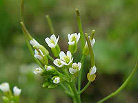 Flores de Arabidopsis thaliana