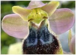 La nueva especie de orquidea descubierta Pilar DoÃ±at