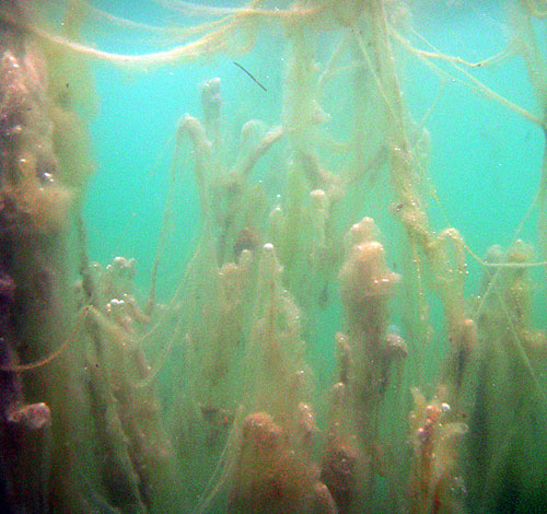 Algas de la laguna del Quilotoa
