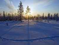 Bosques del ártico