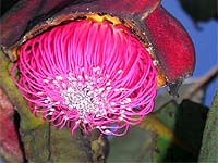 Flor de Eucaliptus brandiana