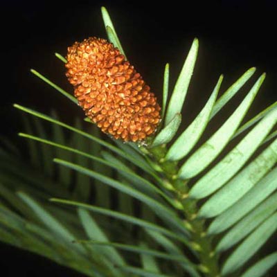 Detalle de una rama de wollemia nobilis macho
Foto: <a href=http://www.anbg.gov.au/>Australian National Botanic Gardens</a>