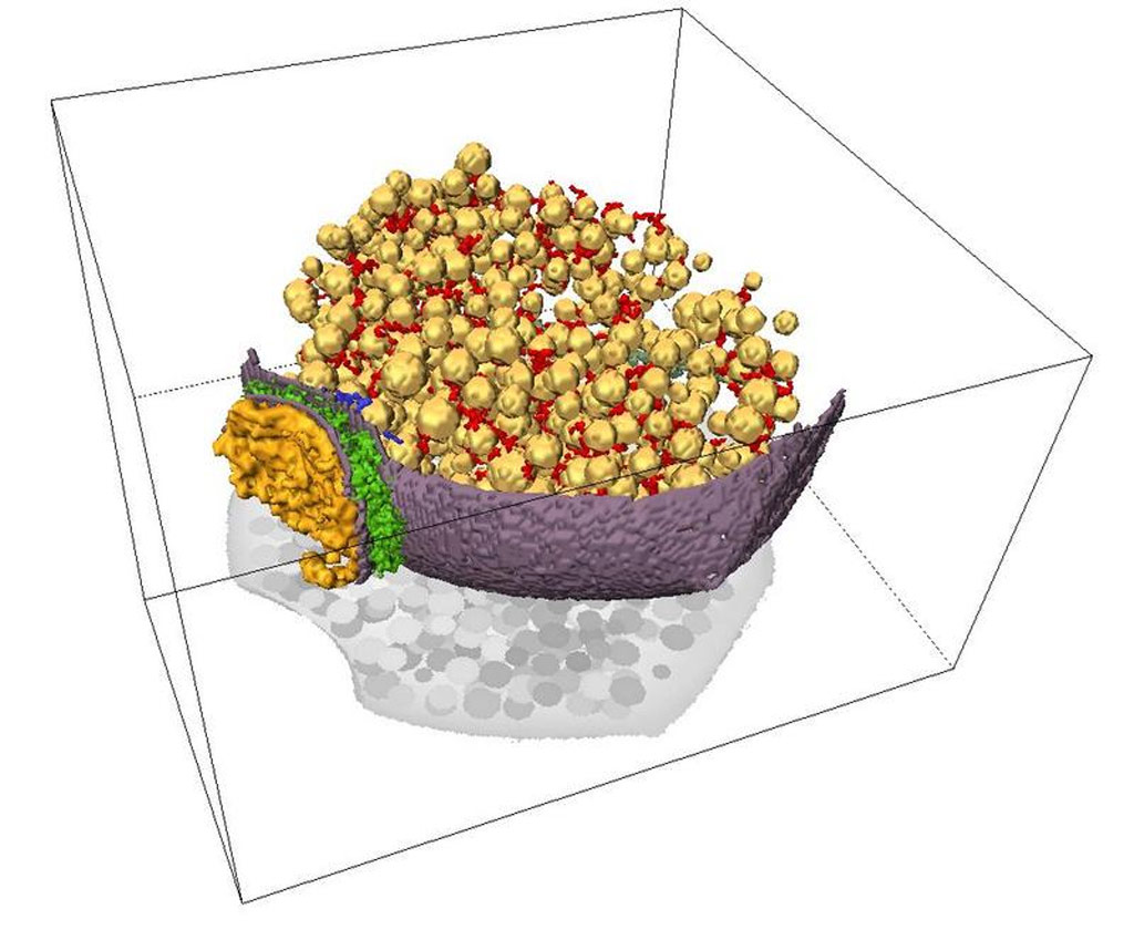 Visualizaci�n tridimensional de la sinapsis mediante tomograf�a electr�nica: ves�culas sin�pticas (amarillo), membrana celular (violeta), conectores entre ves�culas (rojo), filamentos que anclan las ves�culas a la membrana celular (azul marino), microt�bulo (verde oscuro), material del espacio sin�ptico (verde claro) y densidad postsin�ptica (naranja).