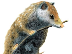 Amphiperatherium frequens, marsupial extinto de Europa