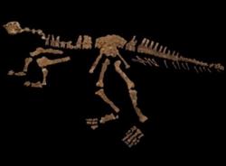 Eoabelisaurus mefi, dinosaurio hallado en la Patagonia