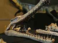Fósil de una especie inédita de cocodrilo Guarinisuchus Munizi