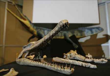 Vista del fósil de una especie inédita de cocodrilo Guarinisuchus Munizi descubierta por científicos brasileños en el estado de Pernambuco