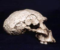 Cráneo perteneciente a un homo erectus, que se estima tiene 1.7 millones de años, y fue hallado en la República de Georgia