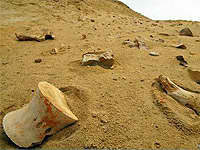 Yacimiento de fósiles en Angola. Foto: Anne Schulp