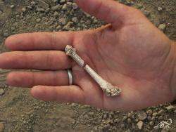 hueso del pie, el cuarto metatarsiano, del fósil descubierto en Etiopía