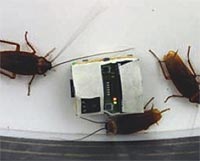 Cucaracha robot interactuando con cucarachas reales
