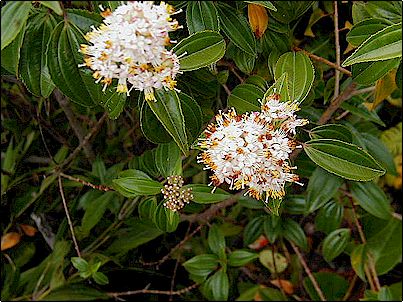 Gracias a mi buen amigo David Schreckinger s� por lo menos que est� flor se llama Flor de Colca, no tengo m�s datos, pero este es un buen motivo para empezar un proyecto relacionado con bot�nica.

