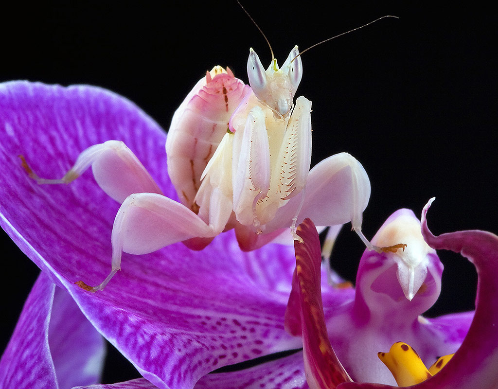 Mantis orquídea malaya, su dieta es carnívora e incluso puede ser canibal, vive en las densas junglas del sudeste asiático principalmente Malasia, Sumatra e Indonesia