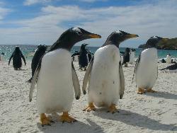 Pingüino papúa, vincho o juanito (Pygoscelis papua