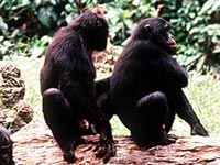 Bonobos, parientes cercanos de los chimpancés. Foto: Natalye Angier