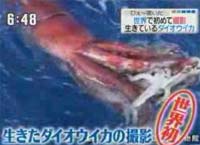 Calamar gigante capturado