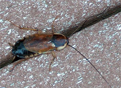 Cucaracha Parcoblatta pennsylvanica. Foto: David Larson