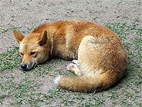 Dingo, perro australiano