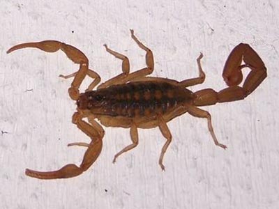Escorpión venenoso del género Tytus
