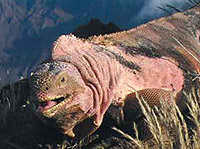 Iguana rosada de Galápagos, nueva especie