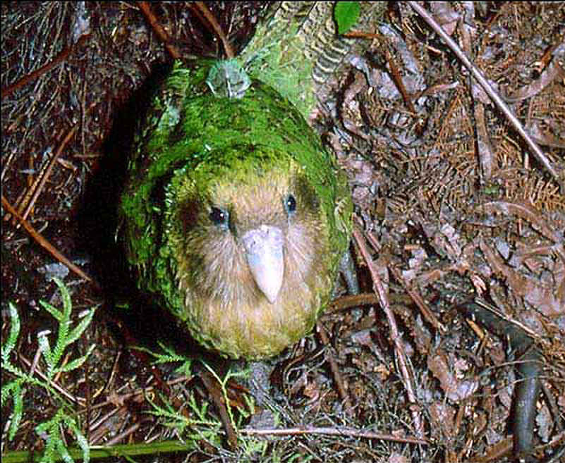 El kakapo es el único loro nocturno no volador que existe. Sólo existen 86 kakapos en el planeta, todos ellos en pequeña islas de Nueva Zelanda.