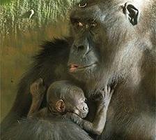 Mamá gorila y su cría. Foto: Todd Rosenberg