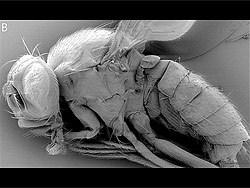 Mosca Drosophila Synthetica, tiene ojos mÃ¡s pequeÃ±os y rosas y con mÃ¡s venas en las alas