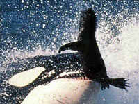 La ballena asesina u Orca, en realidad es un delfín de gran tamaño