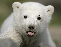 El oso polar ha resistido periodos cálidos antes, también podría resistirlos ahora.
