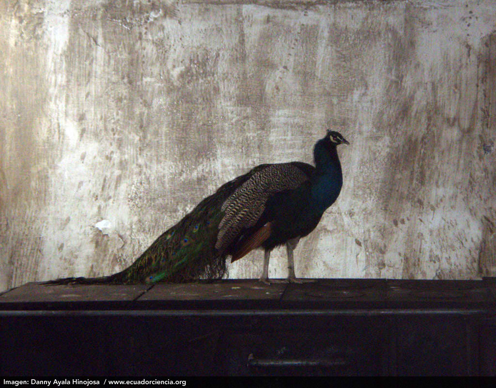 Pavo real o pavo cristatus, fotografíado en la Hacienda Pinsaquí. Foto: Danny Ayala Hinojosa.