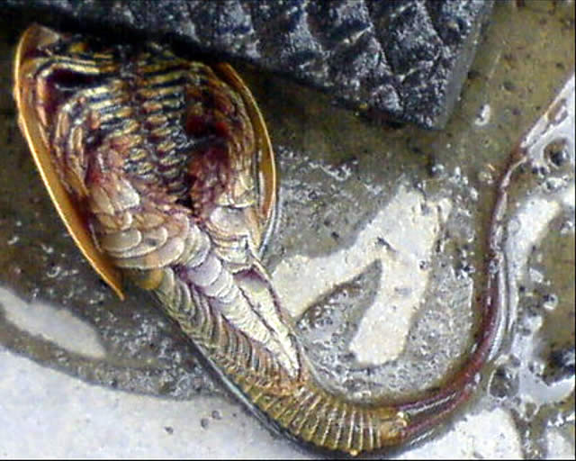 Imagen del pez alien que en realidad es un inofensivo crustáceo de pocos centímetros que vive en agua dulce.