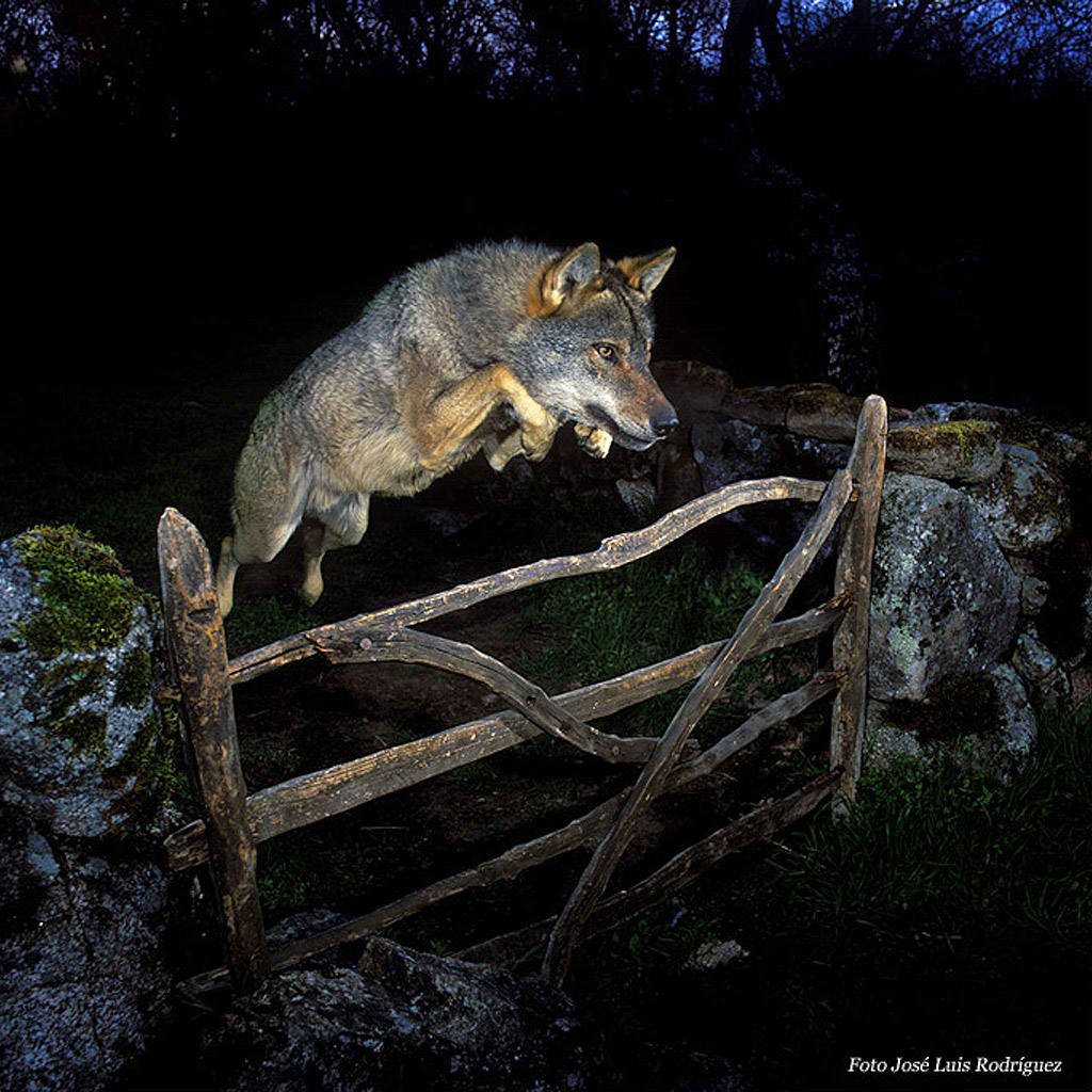 El lobo ibérico ha sido y sigue siendo perseguido por el ser humano al considerarlo un peligro para la caza y la ganadería. En la actualidad, es una especie a proteger. En España, la población de lobo ibérico alcanza los 1.000 ó 2.000 individuos en el norte, con algunas pequeñas poblaciones aisladas en el sur.