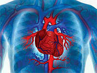 Tórax y sistema cardiovascular