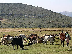 Masais y su ganado