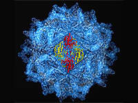 Imagen compuesta de la cápside del virus F de la Penicillium stoloniferum. J. Tao, J. Pan