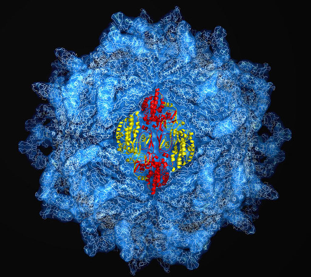Rayos X de alta energía fueron utilizados para identificar los 5 millones de átomos en la proteína de la cápside de la PSV-virus F. Las características de simetría de la cubierta son compartidas por cientos de virus. Las secciones de rojo y amarillo ilustran cómo la construcción de bloques de cuatro proteínas se unen para formar la cáscara esférica. Imagen:  J. Tao, J. Pan