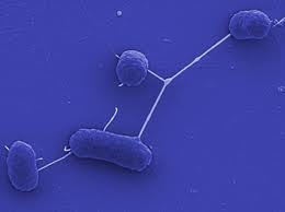Bacterias longevas del fondo oceánico