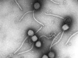 Bacteriófago M13