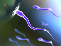 Espermatozoides intentando entrar a un óvulo