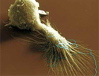 Macrófago devorando bacteria