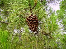 Pinus pinaster, (Pino resinero o marítimo)