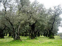 Árboles de olivo (Olea europaea)