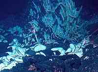 Vida submarina alrededor de una chimenea submarina de basalto.